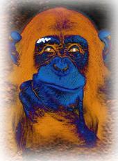 Un singe en hiver - cliquez pour agrandir